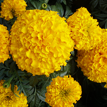 Marigold Oleoresin