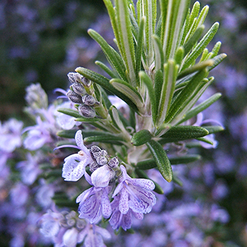 Rosemary & other conventionally extracted products