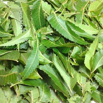 Neem Leaf Total Extract