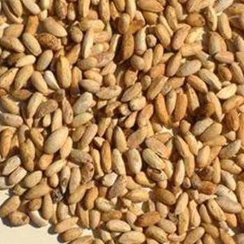 Neem Seed Total Extract
